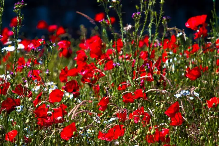 Northumbria, Holy Island, Poppies, Lindisfarne Priory