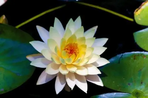 South Africa, Stellenbosch, Botanical Garden