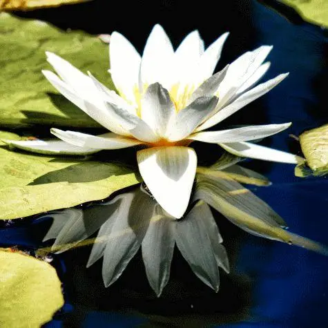 South Africa, Stellenbosch, Botanical Garden