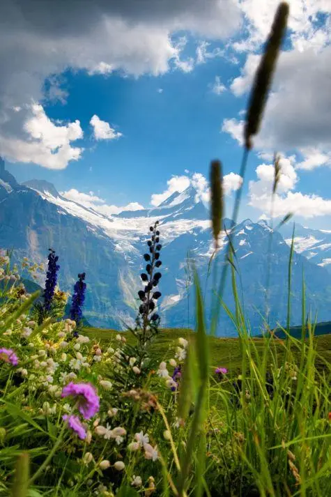 Switzerland, Grindelwald, Wild flowers