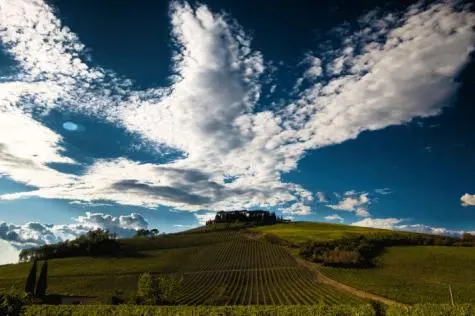 Italy, Tuscany, Cecchi Vineyards