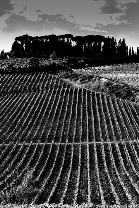 Italy, Tuscany, Cecchi Vineyards