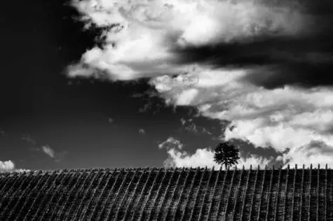 Italy, Tuscany, Cecchi Vineyards
