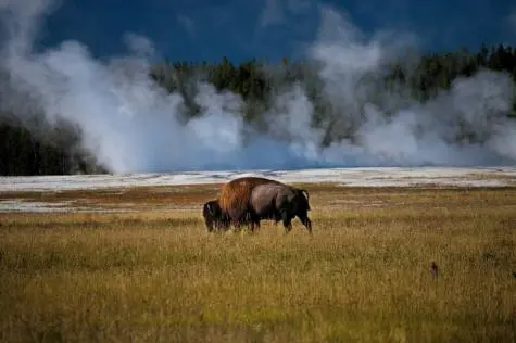 USA, Yellowstone, Wyoming, Bison and Geyser