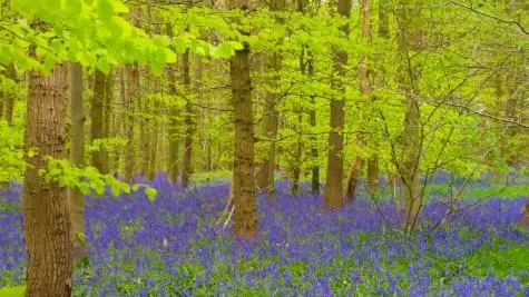 Yorkshire, Yorkshire Sculpture Park, Bluebells