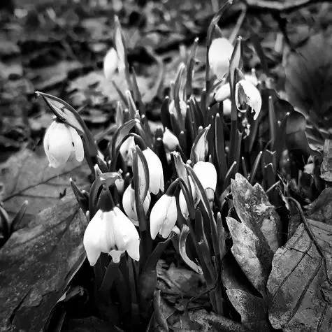 Yorkshire, Yorkshire Sculpture Park, Snowdrops