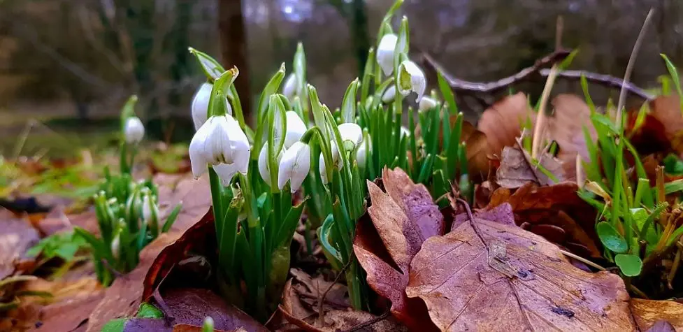 Yorkshire, Yorkshire Sculpture Park, Snowdrops