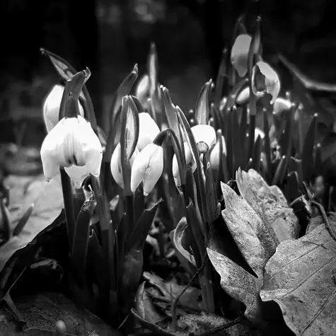 Yorkshire, Yorkshire Sculpture Park, Snowdrops