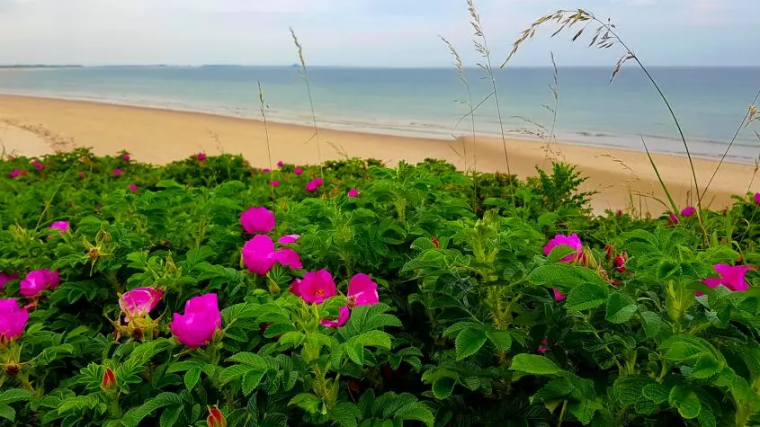 Northumbria, Bamburgh, Beach