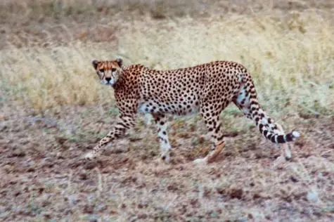 Kenya, Masai Mara, Cheetah