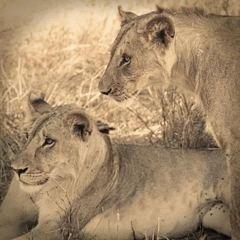 Kenya, Masai Mara, Lions