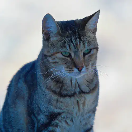 Greece, Athens, Cat, Lycabettus Hill
