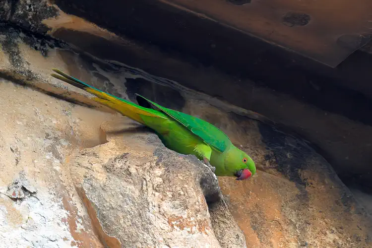 Greece, Athens, Parakeet, Ancient Agora