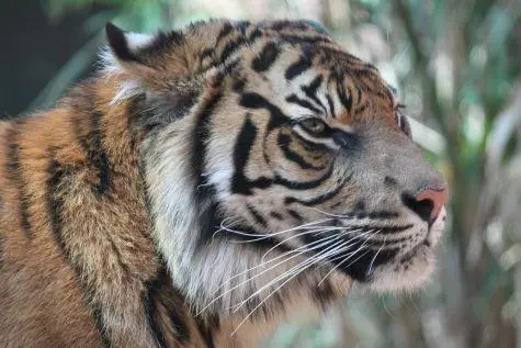 Australia, Sydney, Tiger, Taronga Zoo