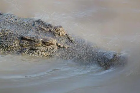 Australia, Darwin, Jumping Crocodile