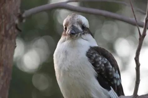 Australia, Perth, Kookaburra