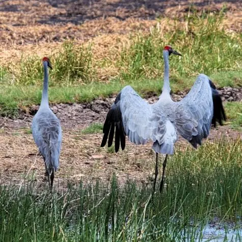 Australia, Northern Territories, Brolga Crane