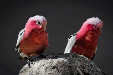 Australia, Pinnacles Desert, Rose-breasted Cockatoo