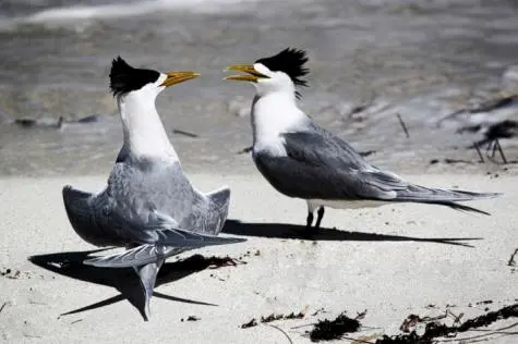 Australia, Rottnest Island, Greater Crested Terns