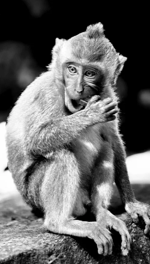 Indonesia, Ubud, Bali,  Long-tailed Macaques, Sacred Monkey Forest