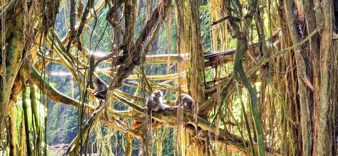 Indonesia, Ubud, Bali,  Long-tailed Macaques, Sacred Monkey Forest