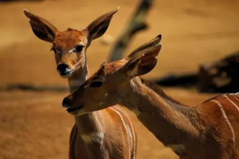 USA, California, Deer, San Diego Zoo