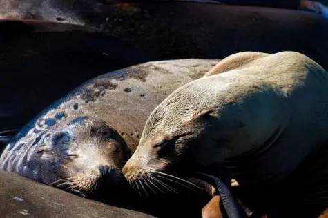 USA, California, Sea Lions, San Francisco