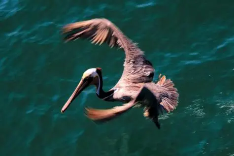 USA, California, Pelican, Santa Barbara