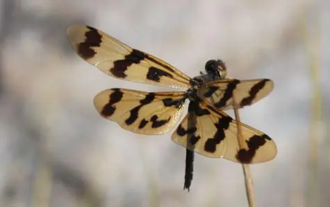 USA, California, Dragonfly