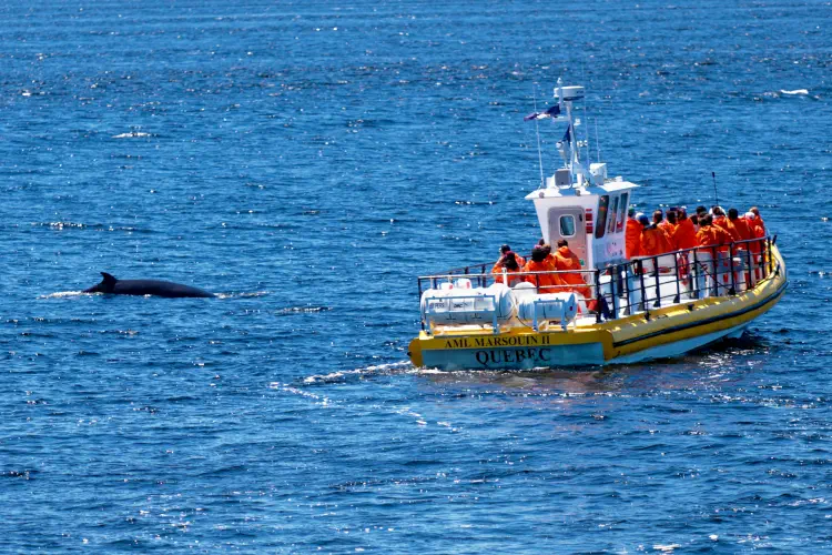 Canada, Baie-Sainte-Catherine, Whale watching