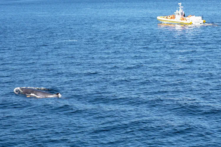 Canada, Baie-Sainte-Catherine, Whale watching