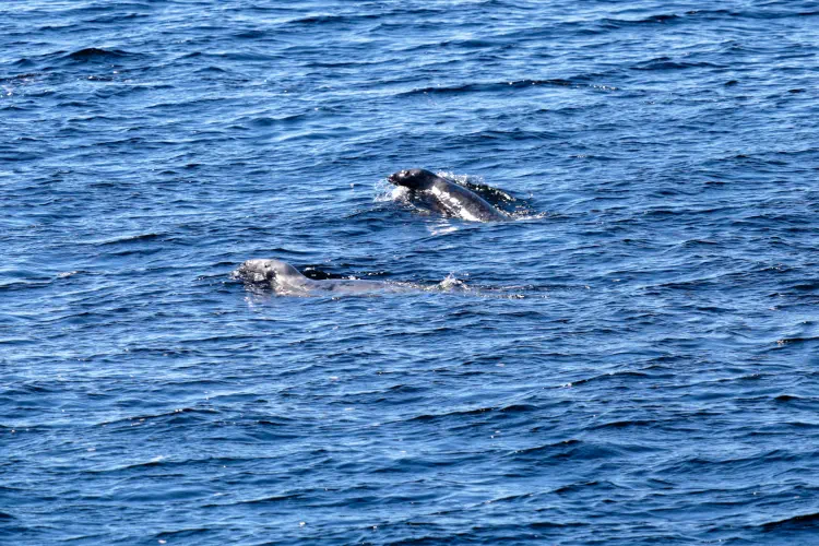 Canada, Baie-Sainte-Catherine, Whale watching