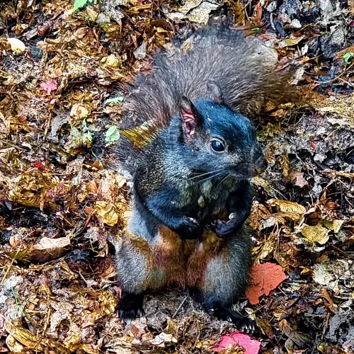 Canada, Toronto, Ontario Museum