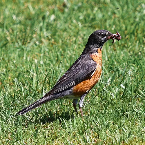 Canada, Peggys Cove, American Robin