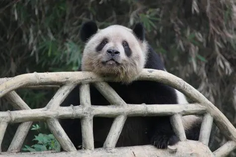 China, Chongqing, Panda