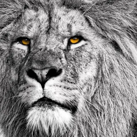 Denmark, Copenhagen Zoo, Lion