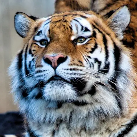 Denmark, Copenhagen Zoo, Tiger