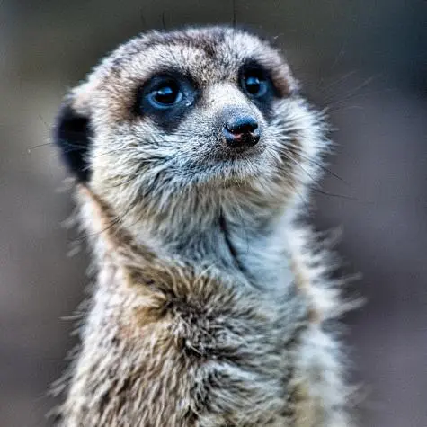 Denmark, Copenhagen Zoo, Meerkat