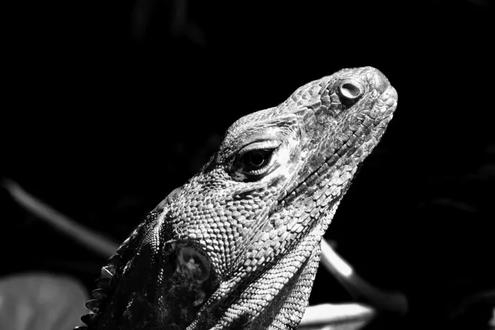 Costa Rica, Puntarenas, Lizard