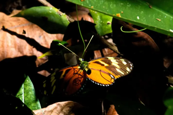 Costa Rica, Puntarenas, Butteryfly