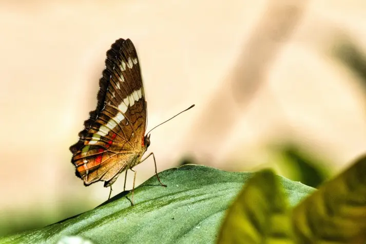 Costa Rica, Puntarenas, Butteryfly