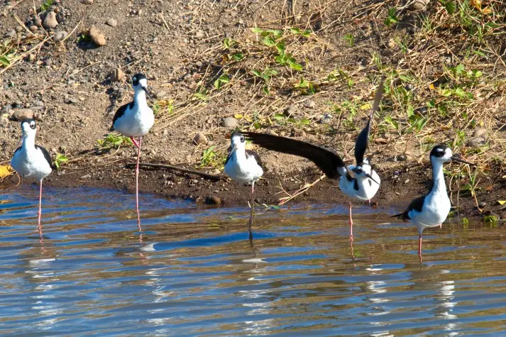 Costa Rica, Puntarenas, Black Necked Stilt bird