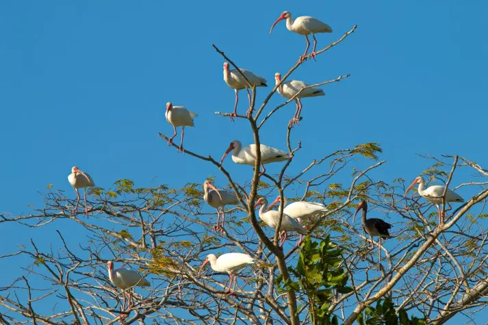 Costa Rica, Puntarenas, White Ibis