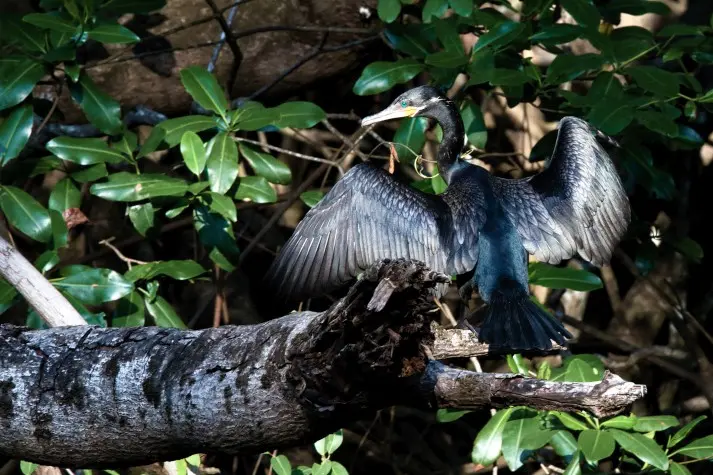 Costa Rica, Puntarenas, Cormorant