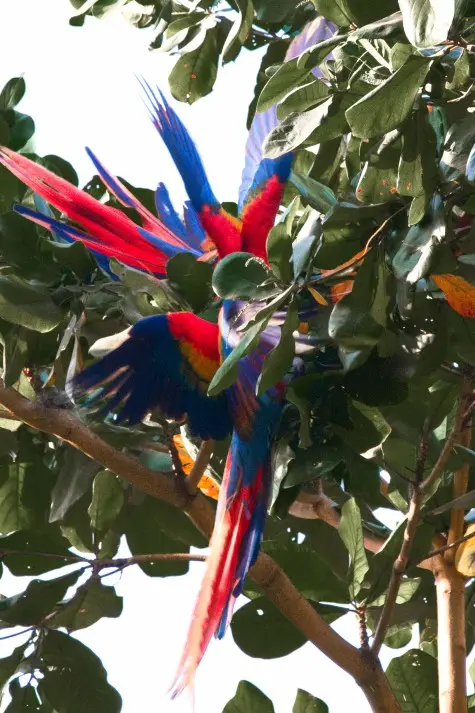 Costa Rica, Puntarenas, Scarlet Macaws