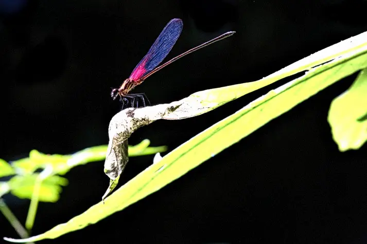 Costa Rica, Puntarenas, Dragonfly