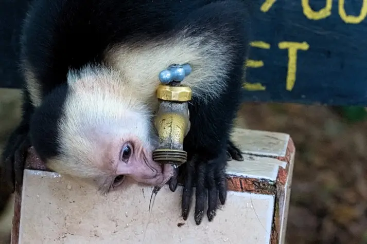 Costa Rica, Puntarenas, White-faced Capuchin
