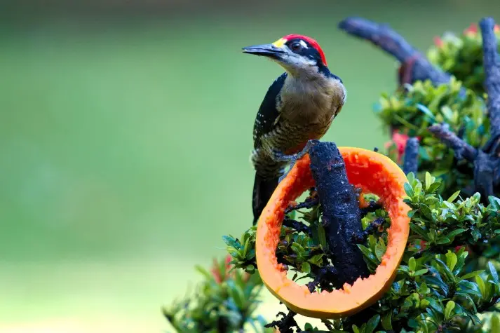 Costa Rica,  Alajuela, Woodpecker