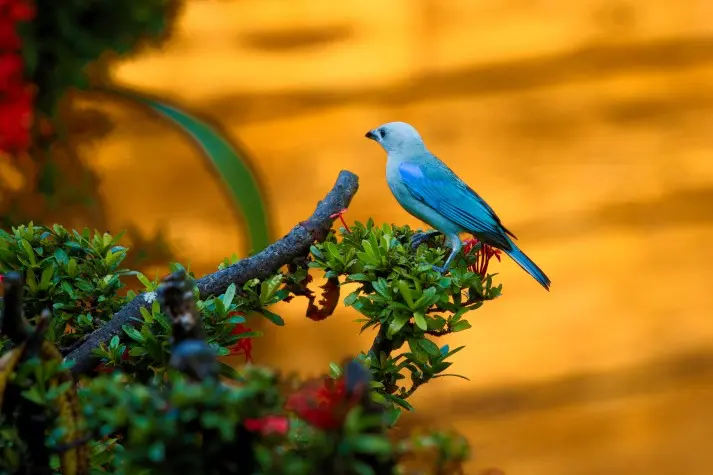 Costa Rica,  Alajuela, Blue-grey Tanager