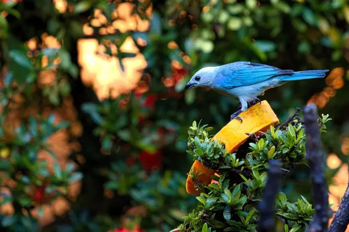 Costa Rica,  Alajuela, Blue-grey Tanager